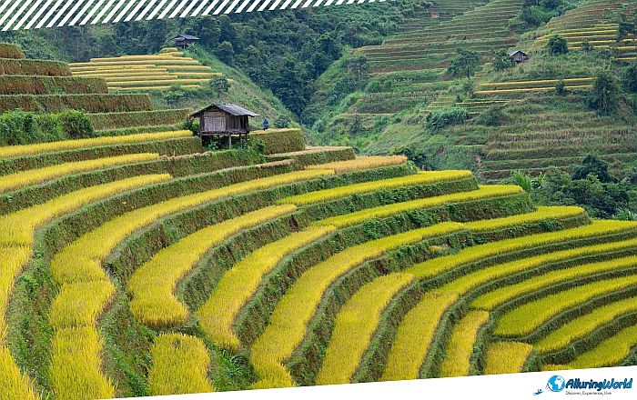 2 Mù Cang Chải Rice Terraces