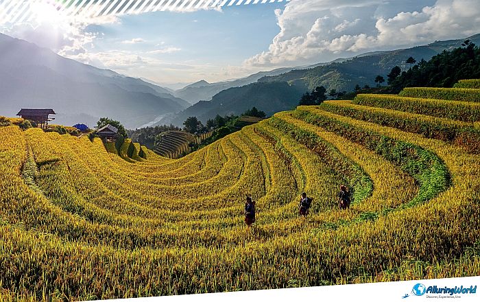 3 Mù Cang Chải Rice Terraces