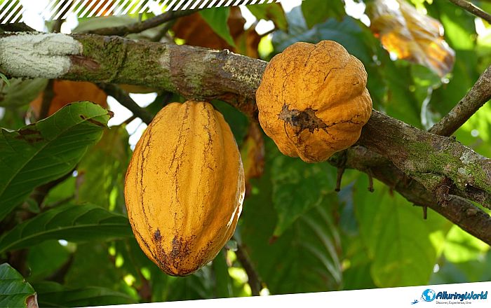 6 Roça Água-Izé on São Tomé