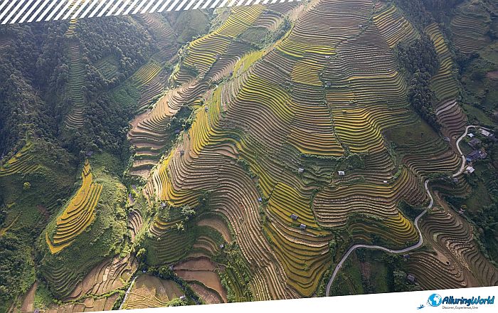 7 Mù Cang Chải Rice Terraces