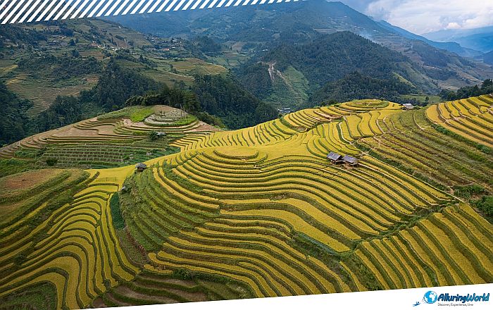 8 Mù Cang Chải Rice Terraces