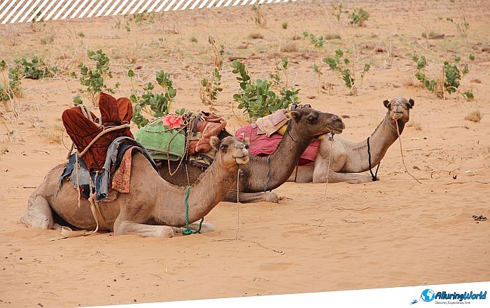 9 Amojjar Pass in Mauritania