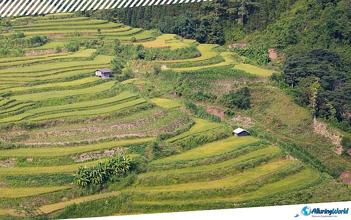 9 Mù Cang Chải Rice Terraces