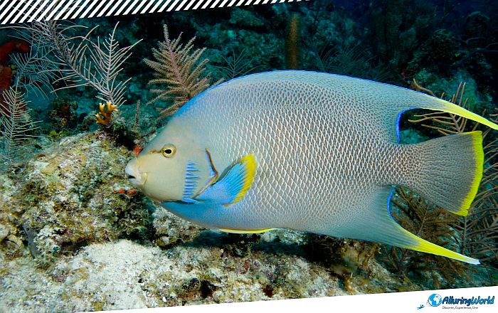 10 Angelfish Reef in the British Virgin Islands