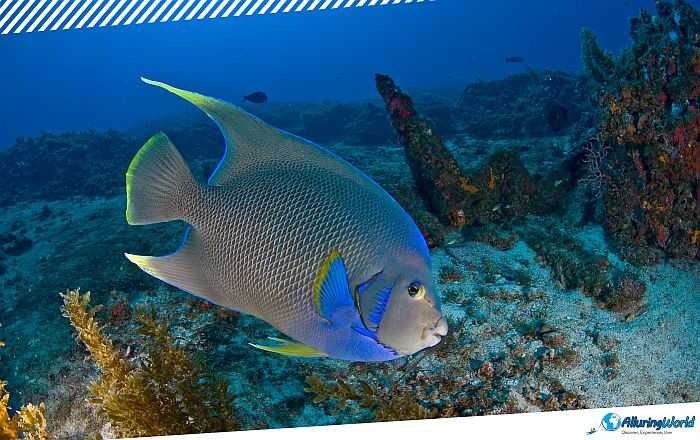 11 Angelfish Reef in the British Virgin Islands