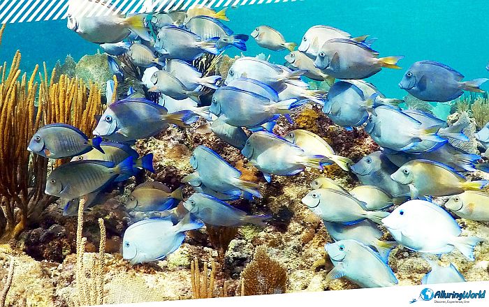 12 Angelfish Reef in the British Virgin Islands