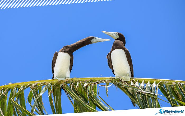 12 Little Tobago Island in Trinidad and Tobago