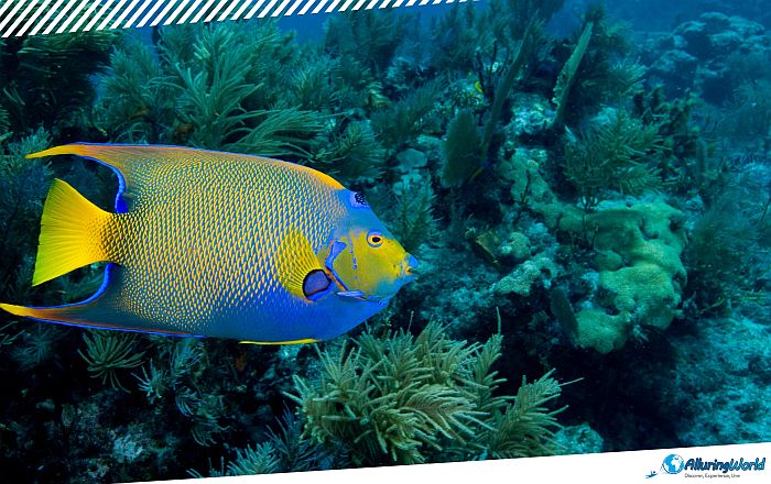 13 Angelfish Reef in the British Virgin Islands