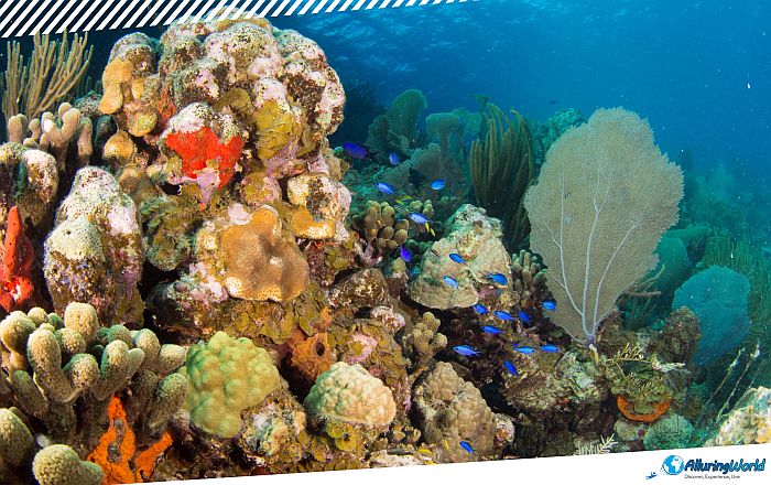2 Angelfish Reef in the British Virgin Islands