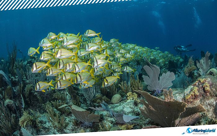3 Angelfish Reef in the British Virgin Islands