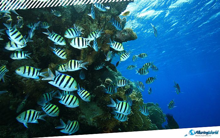4 Angelfish Reef in the British Virgin Islands