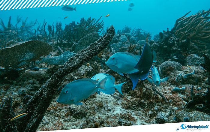 5 Angelfish Reef in the British Virgin Islands