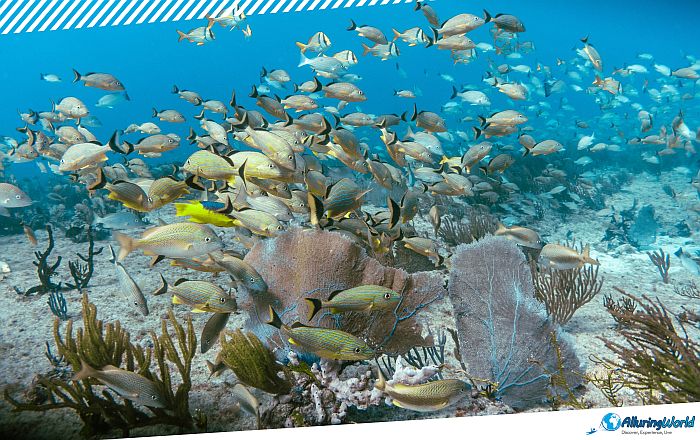 6 Angelfish Reef in the British Virgin Islands
