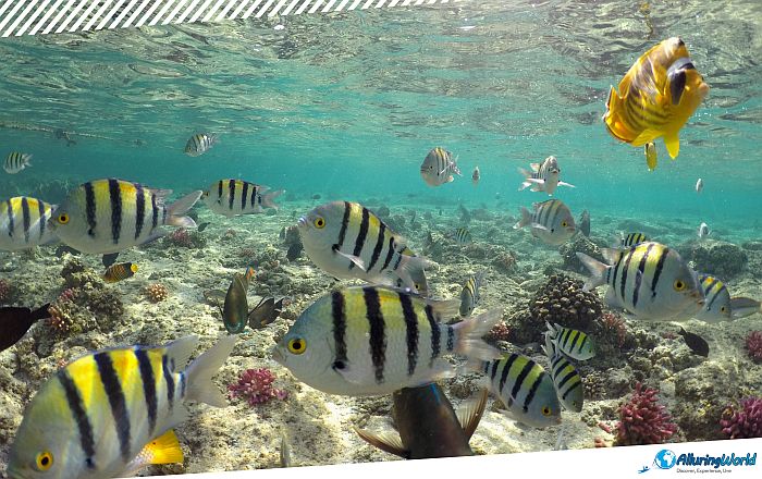 7 Angelfish Reef in the British Virgin Islands