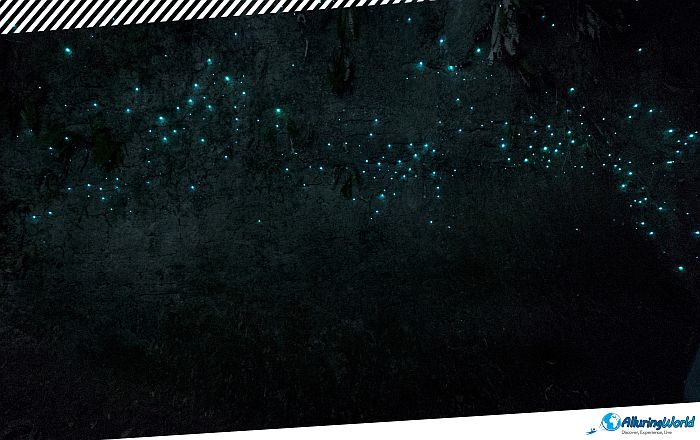 7 Waitomo Caves