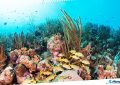 8 Angelfish Reef in the British Virgin Islands