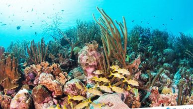 8 Angelfish Reef in the British Virgin Islands