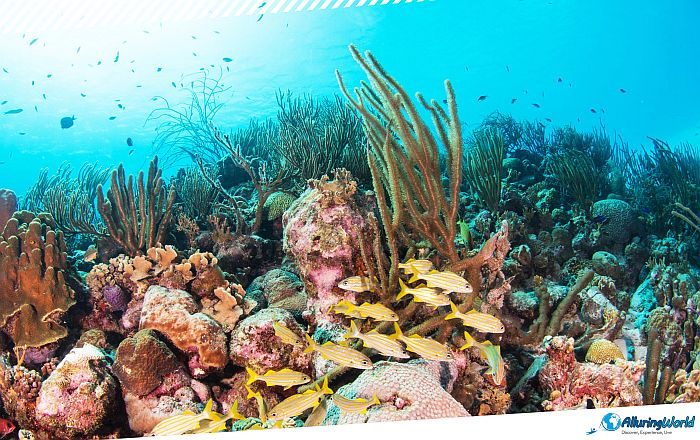8 Angelfish Reef in the British Virgin Islands