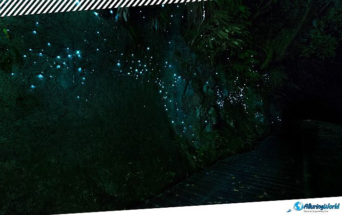 8 Waitomo Caves
