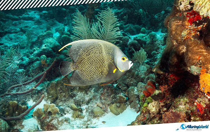 9 Angelfish Reef in the British Virgin Islands